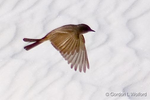 White Sands Bird Crop_32297.jpg - Say's Phoebe (Sayornis saya) photographed at the White Sands National Monument near Alamogordo, New Mexico, USA.